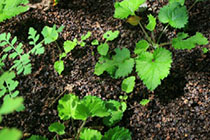 Buckwheat mulch