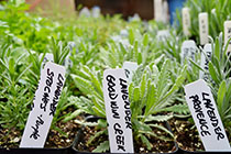 Pots with young Lavender