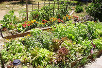 Vegetables in raised bed.